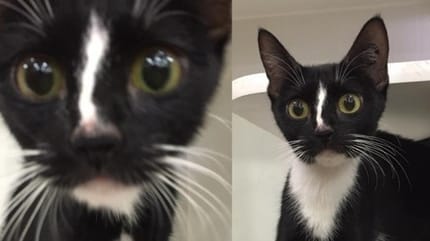 chat pattes longues