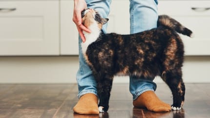 Mon chat remue la queue, qu'est-ce que ça veut dire ?