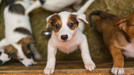 quiero adoptar un perro pequeño