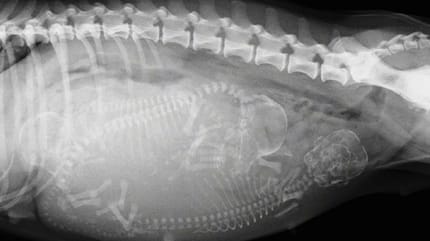 radiografia-perra-embarazada