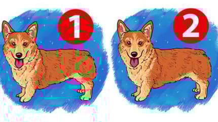 Rätsel: Welcher Corgi ist anders?