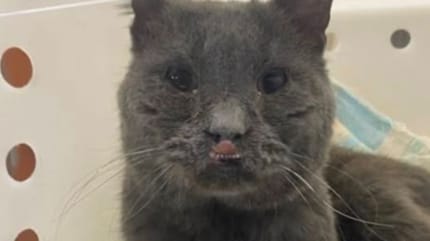 Ralphie le chat