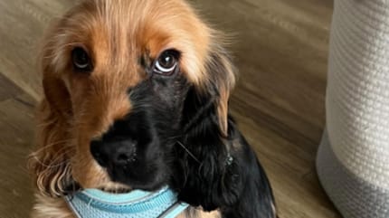Puppy Ralphie