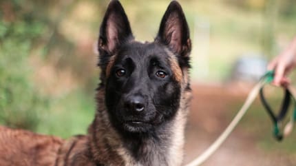 Raphina, chienne Malinoise à adopter