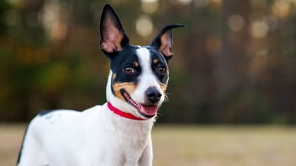 Rat Terrier