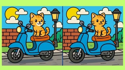 Ratebild Katze auf Roller