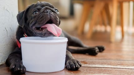 razze di cani che soffrono il caldo