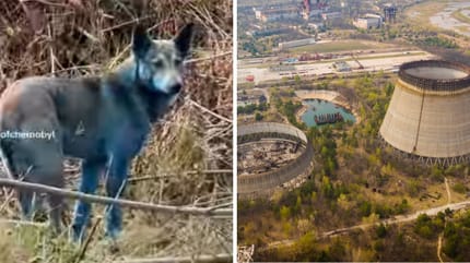 Reaktor von Tschernobyl und blauer Hund