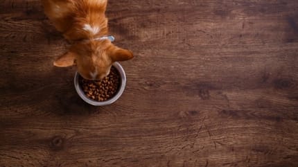 règles de l'alimentation du chien