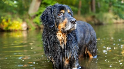 Reinrassiger Hovawart