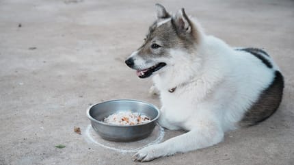 Reis für Hunde: Dürfen Hunde Reis essen?