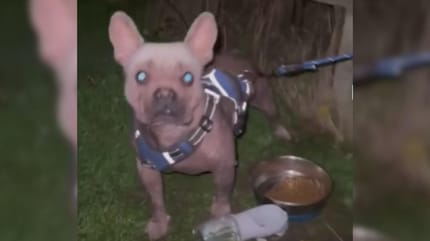 Rescue dog in garden