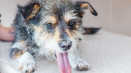 respiro affannoso del cane
