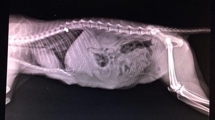 Radiographie du ventre d'un chat