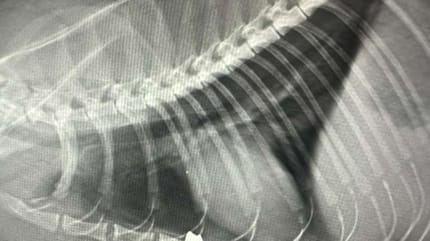 Röntgenbild eines Katzenherzens