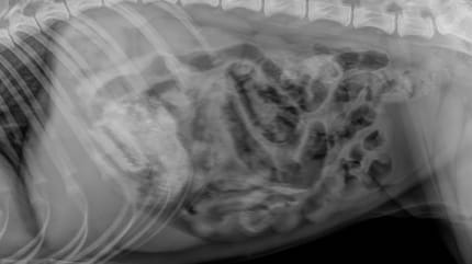 Radiographie d'un appât empoisonné contenant une lame de rasoir