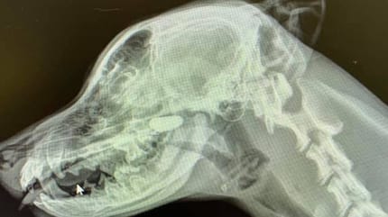 Radiografia della testa di un cane