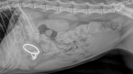 Radiographie du chat Haru