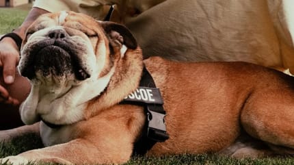 Roscoe, de hond van Lewis Hamilton