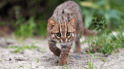 Rostkatze als Haustier