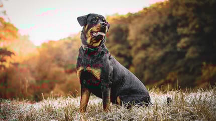 Rottweiler