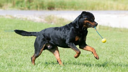 Rottweiler als Famlienhund: Kann das klappen?