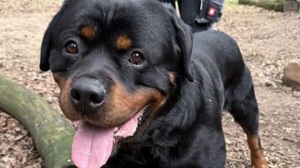 Rottweiler Armos