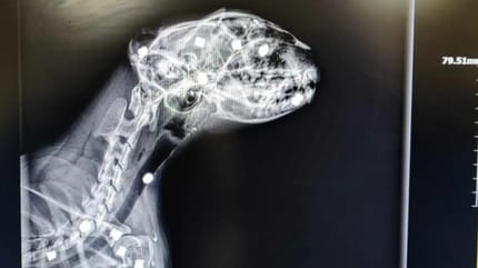 Röntgenbild der Katze