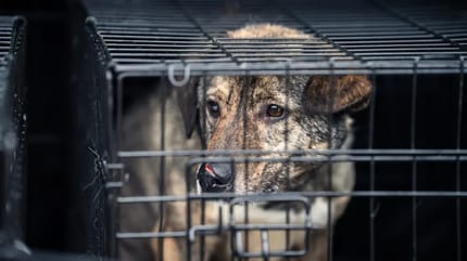 Rumänischer Straßenhund im Käfig