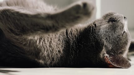 rustgevende kattennamen