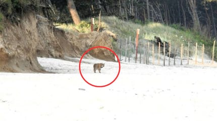 Luchs am Strand von Sławno