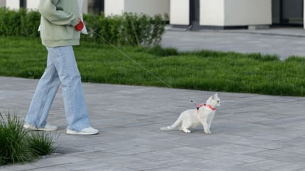 sacar a pasear al gato