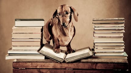 Sachkundenachweis Hund