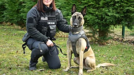 Sächsischer Polizeihund