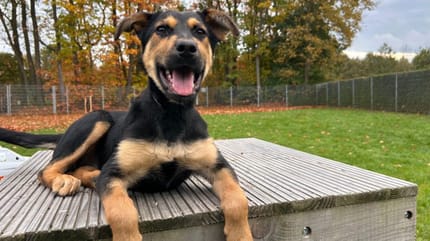 Sala is op zoek naar een nieuw thuis. Adopteer jij haar?