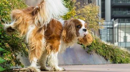 sangue nelle urine del cane