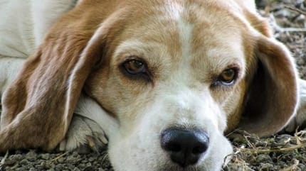 Les chiens savent-ils quand ils vont mourir ?