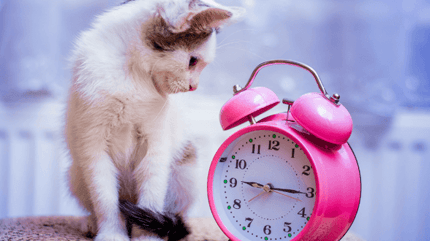 chat à côté d'un réveil