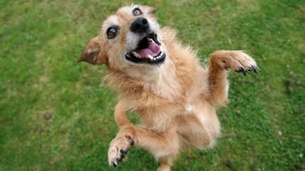 chien heureux fait la fête