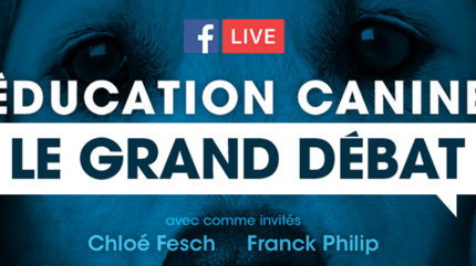 éducation canine débat