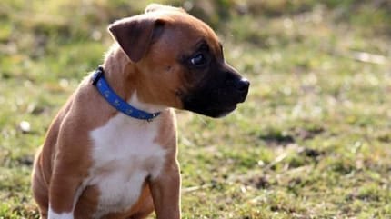 Chiot American Staffordshire Terrier