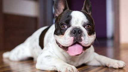 Bouledogue français