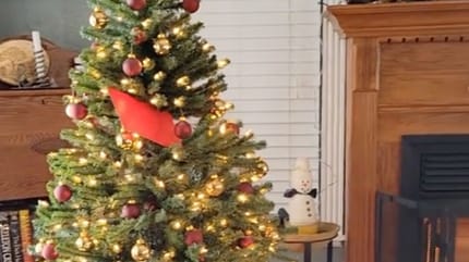 Su golden retriever odia la sesión de fotos