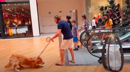 Bange hond wil niet op de roltrap