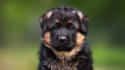Schäferhund-Baby wie verwandelt