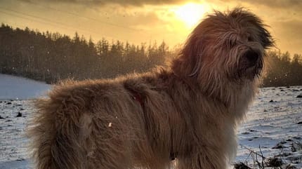 schafpudel hütehund