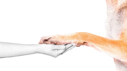 Schlaganfall Hund: Einschläfern als Option