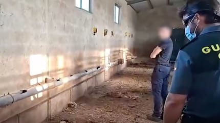 Schokkende vonst in Spanje op boerderij met meer dan 30 dode honden