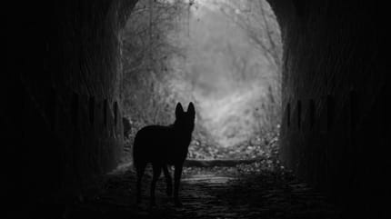 "Schwarzer Hund" als Metapher für Depressionen