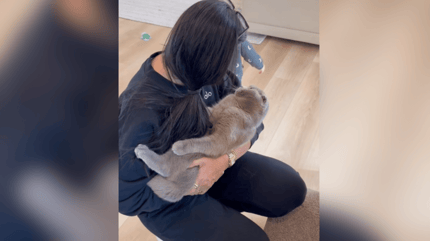 Scottish Fold tenuto in braccio dal proprietario